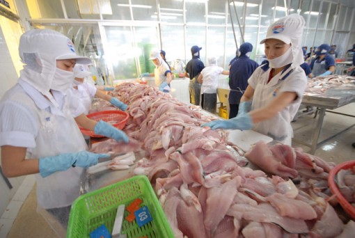 Sau tôm, Mỹ giảm thuế cá tra Việt Nam