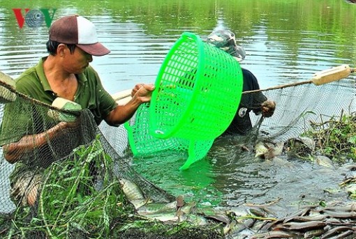 Người nuôi lao đao khi cá bổi U Minh liên tục giảm giá