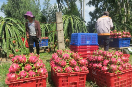 Giá thanh long tăng đột biến