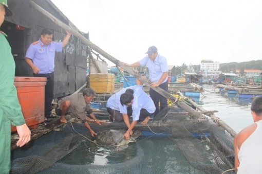 Kiên Giang: Giải cứu 12 con vích quý hiếm