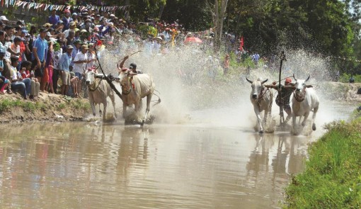Chờ Hội đua bò Bảy Núi