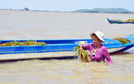 Lũ lên cao đe doạ đê bao, nhà nông thấp thỏm lo mất ăn lúa thu đông