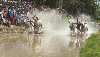 Tri Tôn: Tổ chức Hội đua bò truyền thống huyện năm 2018