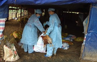 Phát hiện ổ dịch cúm A H5N6 phải tiêu hủy gần 7000 con gà ở Cao Bằng
