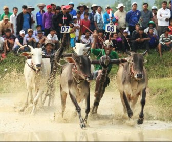 40 đôi bò tranh tài Hội đua bò Bảy Núi huyện Tri Tôn