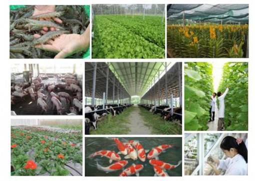 Sơ kết 5 năm thực hiện Đề án tái cơ cấu nông nghiệp