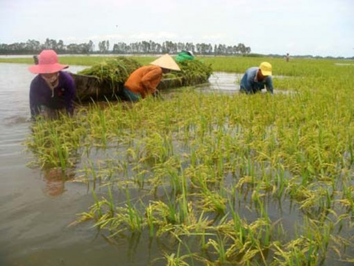 Lũ trên sông Cửu Long vẫn diễn biến phức tạp