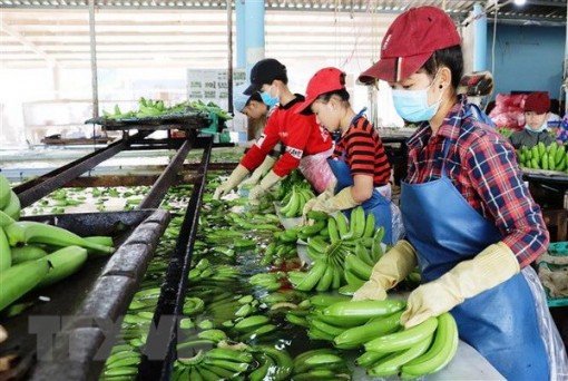 Trái cây sạch cho thị trường nội địa: Nền tảng thúc đẩy xuất khẩu