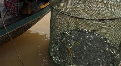 Đặt lọp cá linh vào mùa