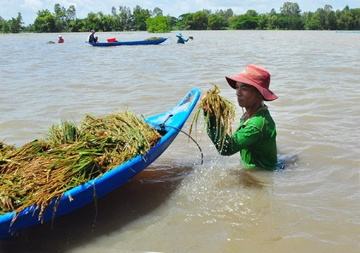 Đồng bằng sông Cửu Long thu hoạch lúa chạy lũ
