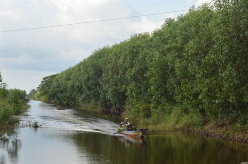 Kiên Giang: Gia tăng giá trị rừng trồng
