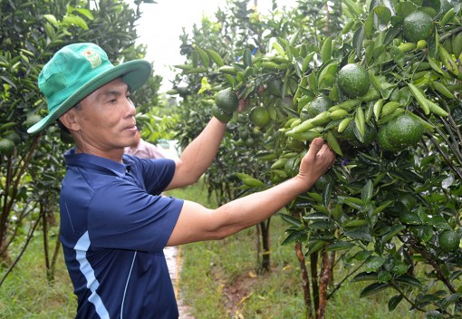 Phát triển mô hình chi hội, tổ hội nghề nghiệp