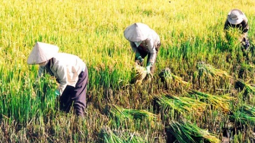 Tháng 11 sẽ diễn ra Hội nghị trực tuyến toàn quốc về tam nông