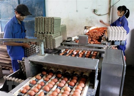 Nông nghiệp thông minh: Tạo chuỗi giá trị sản xuất khép kín