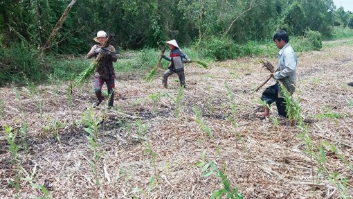 Cà Mau đẩy mạnh trồng rừng, góp phần bảo vệ môi trường