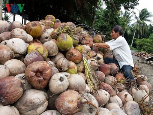 Giá dừa khô đồng bằng sông Cửu Long xuống thấp nhất 3 năm