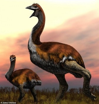 Phát hiện loài chim khổng lồ lớn nhất Trái Đất
