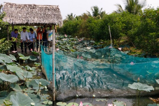 Cần Thơ: Dân huấn luyện cho cá lóc bay qua vòng lửa