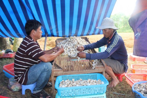 Nấm rơm tăng giá lên 60 ngàn/ký, nhà nông miền Tây thêm tiền