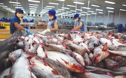 Giá cá tra hiện ở mức cao, người nuôi có lãi