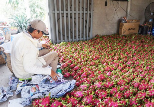 Thanh long rớt giá do sản lượng quá nhiều