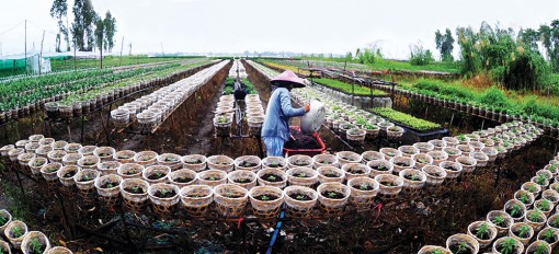 Nông dân tất bật xuống giống hoa Tết