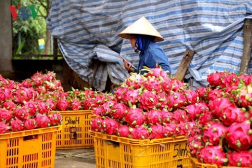 Giá thanh long giảm nhanh còn 1.500 đồng/kg, người trồng lỗ nặng