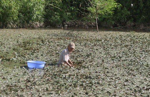 Cồn ấu mùa nước nổi