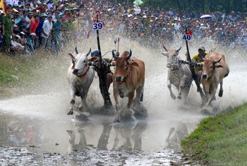 Hào hứng hội đua bò