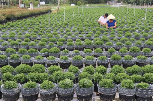 Vựa hoa Sa Đéc chuẩn bị hơn 3 triệu giỏ hoa cảnh phục vụ Tết 2019