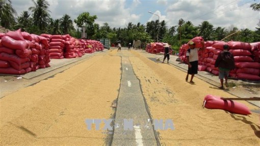Giá lúa gạo có xu hướng tăng
