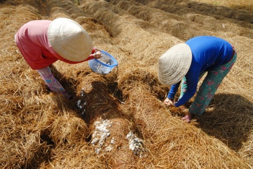 ĐBSCL: Nấm rơm tăng giá mạnh giúp nông dân có lãi cao