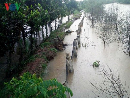 Bến Tre khắc phục điểm sạt lở đê do triều cường dâng cao