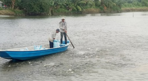 Giá cá tra tăng cao nhất trong 20 năm: Lo kiểm soát nguồn cá giống