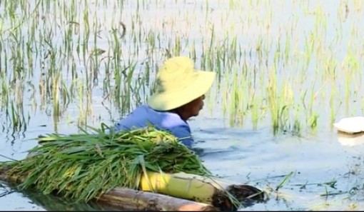 Vĩnh Long: Triều cường dâng cao, dân ráo riết chống ngập