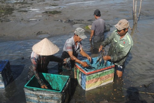 Tôm càng xanh được mùa kép, nông dân Cà Mau có lãi