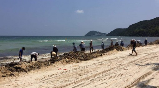Hàng chục tấn lục bình chết trôi dạt ra bờ biển Phú Quốc