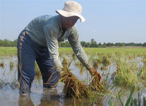 Đồng Tháp: Giải pháp tình thế nhằm ứng phó với triều cường