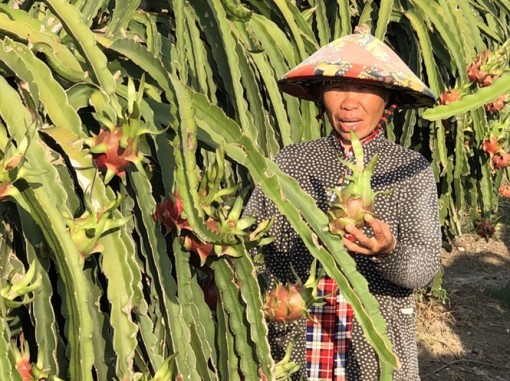 Long An: Giá thanh long tại vườn 33.000 đ/kg