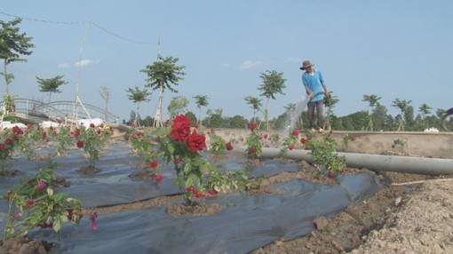 Làng hoa Sa Đéc sắp có cánh đồng hoa hồng rộng 2,5ha