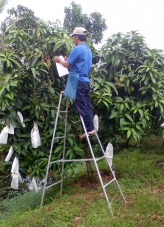 Hỗ trợ nông dân cù lao Giêng ứng dụng tiến bộ khoa học - kỹ thuật trồng xoài 3 màu