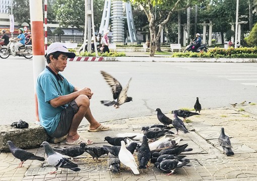 Những cánh chim Hòa Bình