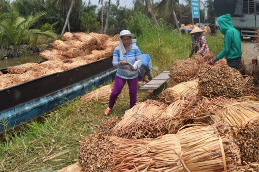 ĐBSCL: Cọng lục bình khô tăng giá mạnh