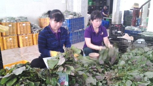 Long An: 22 cử nhân đại học đầu tiên về làm ở các HTX nông nghiệp