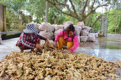 Xuất khẩu rau, quả sang các nước giáp biên khả quan