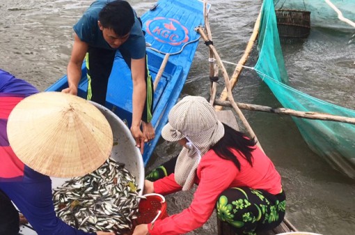 Sống khỏe nhờ nước lũ