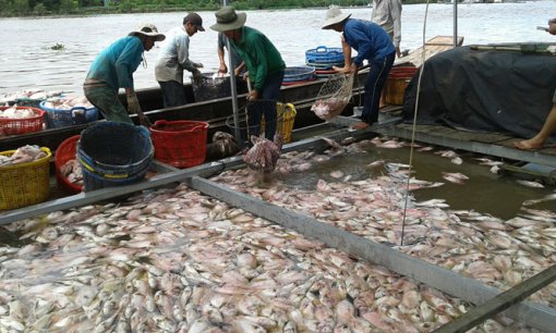 Hơn 160 tấn cá nuôi chết bất thường ở Tiền Giang