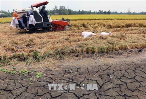 Cảnh báo hạn mặn trong sản xuất vụ Đông Xuân