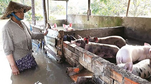Đồng bằng sông Cửu Long: Cấp bách ứng phó với triều cường và sạt lở