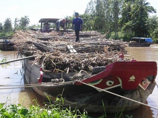 Khẩn trương tiêu thụ hàng ngàn ha mía ngập lũ ở Hậu Giang